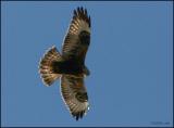 Rough-legged Hawk dark morph 1598.jpg