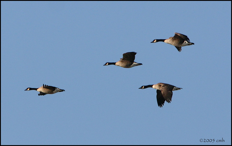 Canada Geese 1537.jpg