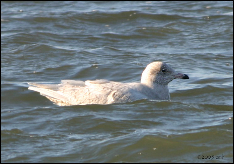 Glaucous Gull first basic 1475.jpg