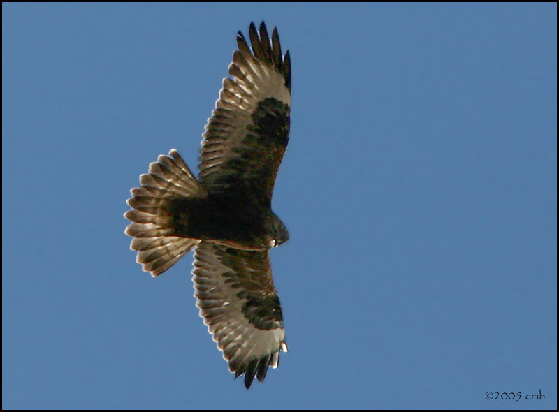 Rough-legged Hawk dark morph 1598.jpg