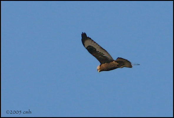 Rough-legged Hawk dark morph 1618.jpg