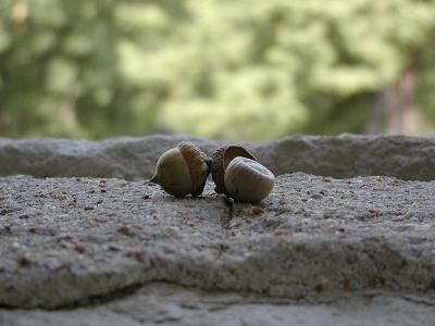 acorns.jpg