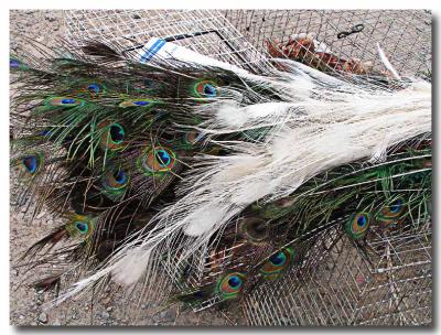 Beebe Flea Mkt feathers for sale.jpg