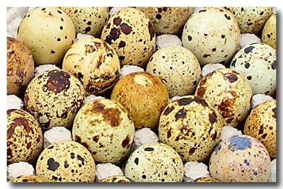 Beebe Flea Mkt quail eggs.jpg