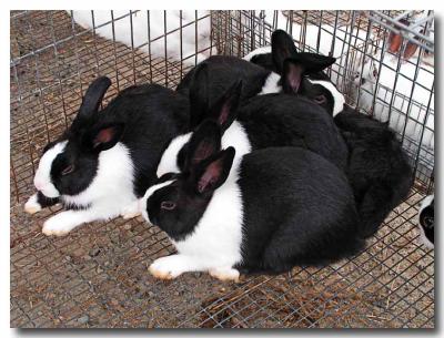 Beebe Flea Mkt bunnies.jpg