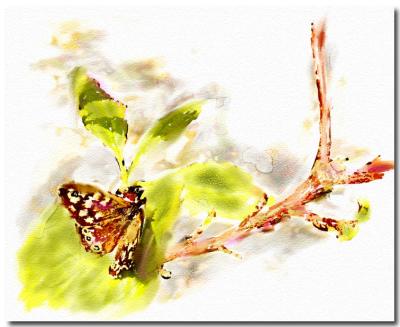 speckled-wood-butterfly.jpg