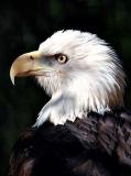 brookgreens bald eagle