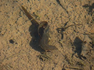 Red-spotted Newts mating - Notophthalmus viridescens