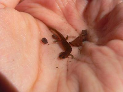 u15/cbernz/medium/41901951.duskylarva.jpg
