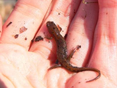 Northern Dusky Salamander - Desmognathus fuscus