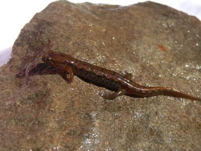 Northern Dusky Salamanders