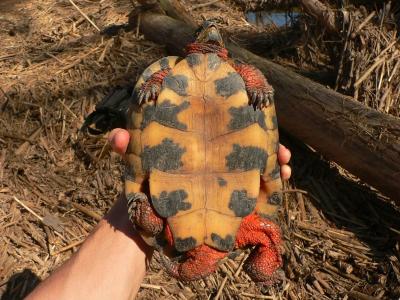 Wood Turtle - Glyptemys insculpta