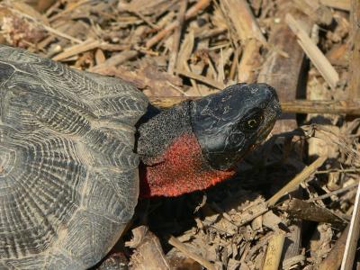 Wood Turtle - Glyptemys insculpta