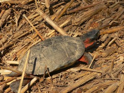 Wood Turtle - Glyptemys insculpta