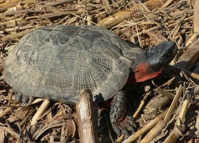 Wood Turtle - Glyptemys insculpta