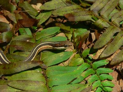 Eastern Ribbon Snake - Thamnophis sauritus sauritus