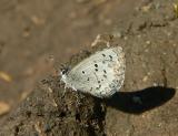 Spring Azure - <i>Celastrina ladon</i>