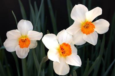 Trio of Daffodils