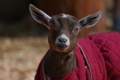 april 10 goat 3.jpg