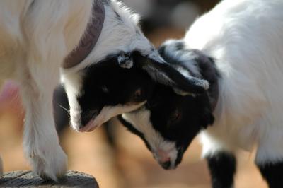 april 10 goat 66.jpg