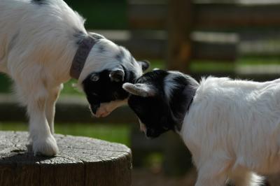 april 10 goat 68.jpg