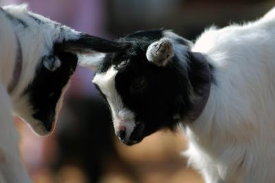 april 10 goat 87.jpg