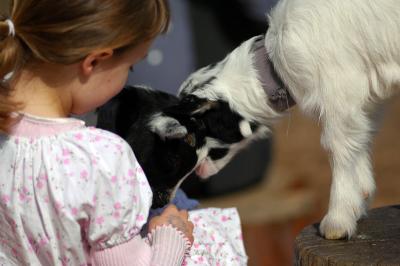 april 10 goat 998.jpg