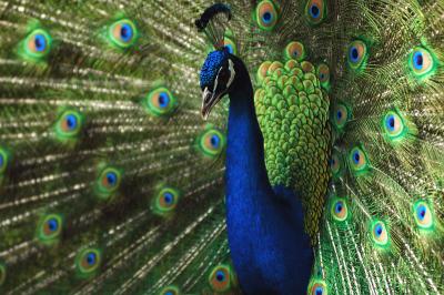 a peacock through feathers 4.jpg