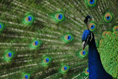 a peacock through feathers 5.jpg