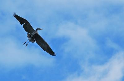 Great Blue Heron 23