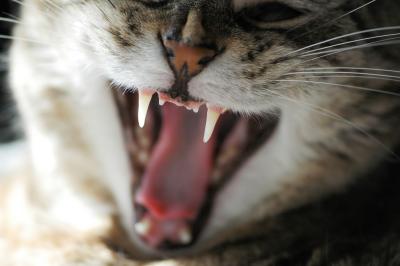 DSC_1725ni.jpg