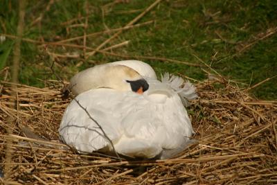 Breeding Mute Swan