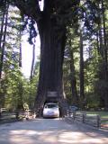 Chandelier drive-thru tree