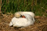 Breeding Mute Swan