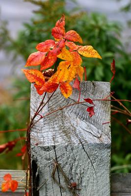 Fall Fence Post