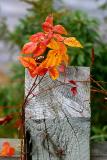Fall Fence Post