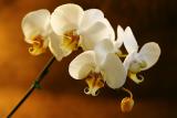 April 26, 2005Orchid