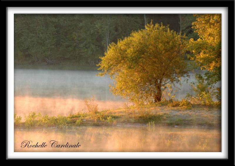 Tree in Mist