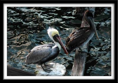 His and Her Brown Pelicans