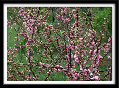 Pink Blossoms