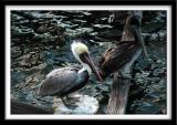 His and Her Brown Pelicans