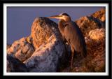 Heron