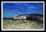 Lazy Gator