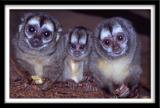 Hear No Evil