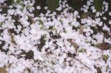 Fallen Cherry Blossom Pedals