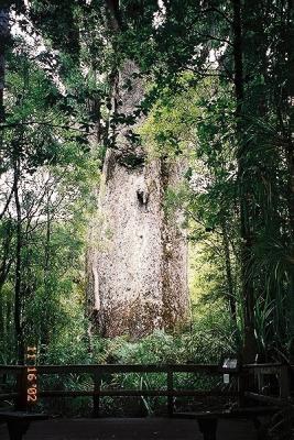 2000+ Year Old Kauri Tree