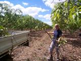 Jo the Pommy (British) clearing  pruned mango tree debris