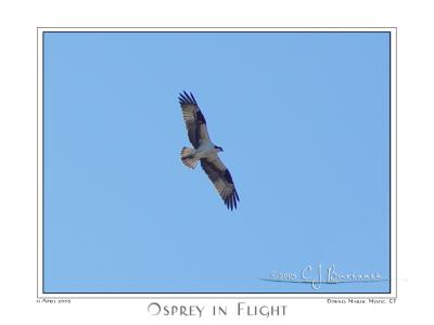 11Apr05 Osprey in Flight