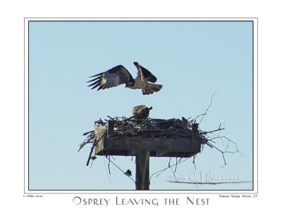 11Apr05 Osprey leaving the Nest