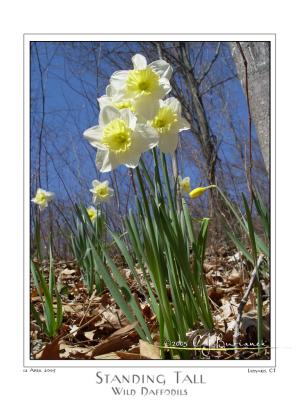 12Apr05 Standing Tall - Wild Daffodils